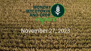 Monday Mycotoxin and Crop Report for November 27 2023 [upl. by Wes579]