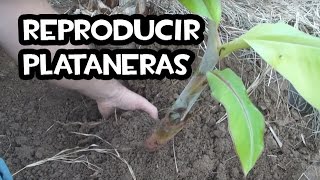 Como Reproducir Plataneras o Guineos  Huerto Organico [upl. by Roselane848]