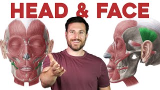 How to Remember Every Muscle in the Head and Face  Corporis [upl. by Olifoet]