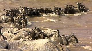 Amazing Wildebeest Migration over the Mara River [upl. by Sad]