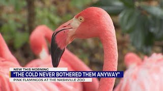 How do the flamingos at Nashville Zoo handle the cold [upl. by Atteroc124]