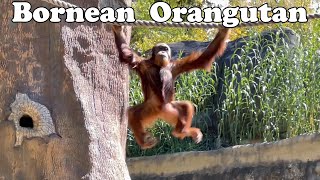 Bornean Orangutan [upl. by Magnusson922]