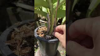 VERY SIMPLE repotting dendrobium nobile garden orchid shorts [upl. by Kumagai370]