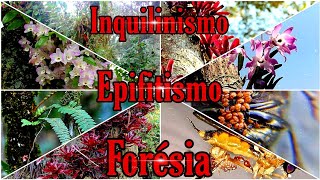 O que é inquilinismo Forésia e Epifitismo natureza [upl. by Asirrak714]