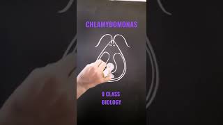 CHLAMYDOMONAS DIAGRAM [upl. by Aminta]