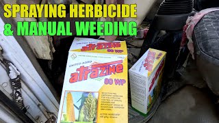 SPRAYING HERBICIDE ATRAZINE  24D amp MANUAL WEEDING GUNA [upl. by Bancroft]