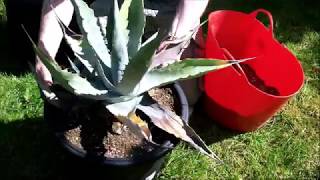 Repotting a neglected Agave [upl. by Marybelle]