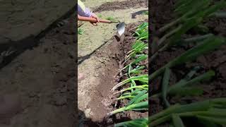 Green onion planting tungsten steel shovel Good tools and machinery can increase work efficiency [upl. by Libbey]