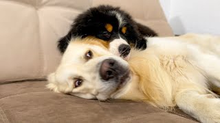 Bernese Mountain Dog Puppy Sleeps with Golden Retriever for the First Time [upl. by Hgielac]