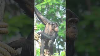 chimpanzee facts naturefactsshortviral [upl. by Aissatsana]