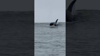 Incoming Orcas whale orca fun ocean sea peace good sun wildlife monterey [upl. by Shanan110]