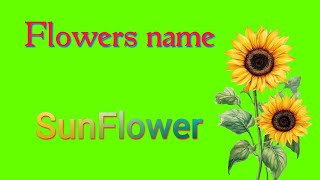 SunFlower ko hindi mein kya bolate hain  SunFlower meaning in hindi  SunFlower  सूरजमुखी Spelling [upl. by Corty]