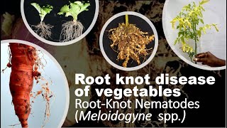 Root Knot Nematodes in Vegetables Crops Symptoms Disease Cycle and Effective Management [upl. by Fia414]