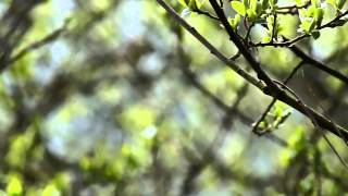 Siberian Chiffchaff call and mixed song [upl. by Lael237]