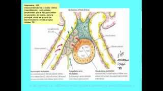 Fisiología renal 02  Retroalimentación túbulo glomerular Parte 2 [upl. by Drahser618]