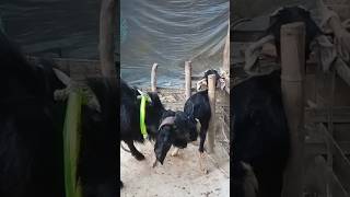 Goat Beautiful Moments Time Of Village Farm2024  Part 170 [upl. by Ynaffik]