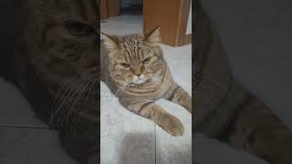 CAMILLO ARRABBIATO ANCORA funnyvideo cat gattidivertenti catlover cute camillo [upl. by Murray]