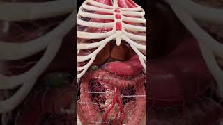 Abdominal Arteries The Most Interesting Blood Vessels [upl. by Sedlik]