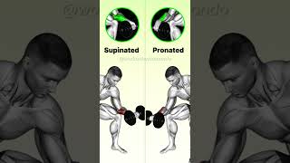 Forearm Workouts Explained Know the Difference for Maximum Strength [upl. by Akenehs]