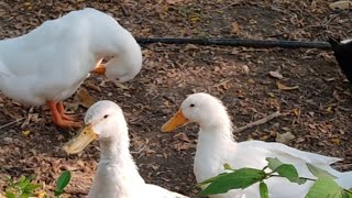 Quacking Ducks in Landor khori garden jalgaon after a while they walk away to swimming in lake [upl. by Comptom]