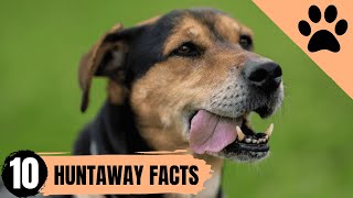 Huntaway dogs Everything You MUST know before owning one [upl. by Nealson]