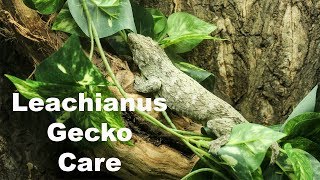 Leachianus Gecko Care [upl. by Alfred794]