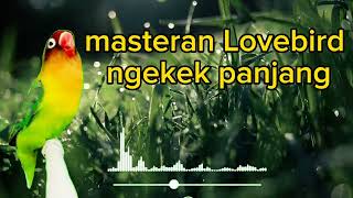 MASTERAN LOVEBIRD NGEKEK PANJANG [upl. by Sink]