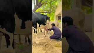 Mastitis treatment new cow amazingcattlefarm farmanimals animals animals animaldisease anima [upl. by Akeemaj]