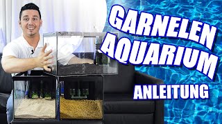 SCHLICHT UND EFFIZIENT  Super simples und günstiges Aquarium für Zwerggarnelen  Anleitung [upl. by Nhguavahs638]