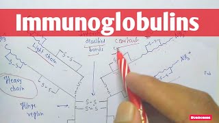 Immunoglobulins  Antibody  Structure  Type of Immunoglobulins  Biochemistry [upl. by Rorke159]