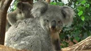 un bébé koala au ZooParc de Beauval 1ere fois en France [upl. by Nahtnamas]