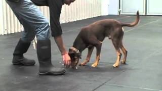 Teaching Your Dog to Drop Food Toys and other objects from their mouth [upl. by Lenora815]