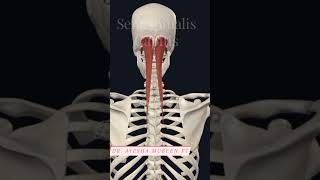 Semispinalis capitis 3d 3danimation anatomy viral viralshorts shorts muscleaction [upl. by Gnem]