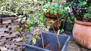 Chilean Guava Propagation I love making FREE plants [upl. by Ainelec]