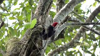 Palebilled Woodpecker Drumming  Birds of Costa Rica birds wildlife nature [upl. by Himelman188]