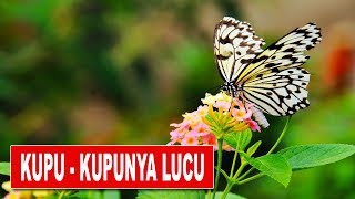 Lagu KupuKupunya Lucu [upl. by Acissev628]