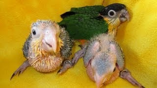 Black Headed Caiques and White Bellied Caique Babies [upl. by Annasus387]