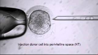 Stem Cell Breakthrough Summarized by OHSUs Dr Shoukhrat Mitalipov [upl. by Judah460]