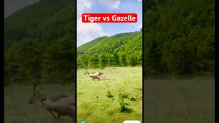 Tiger vs Gazelle Tazama vita kali ya swala na Chui🔥shorts subscribe [upl. by Primaveras345]