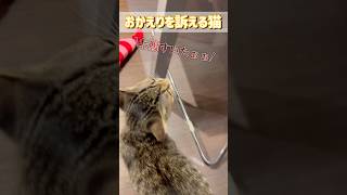 おかえりを訴える猫 shorts cat 猫のいる暮らし [upl. by Aizirk233]