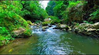 Natural Forest Sounds Flowing Stream Water Birds Chirping ASMR [upl. by Ydissac372]