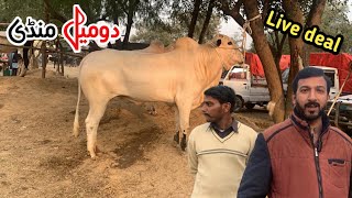 Today domail mandi 2024 latest update ll Taxila mandi ll part 1 ll Jamil tv ll [upl. by Rorrys135]