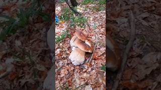 Beautiful mushrooms from Eastern Europe funghi porcini boletus grzyby гриби [upl. by Xenophon]