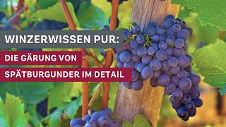 Winzerwissen Die Gärung des Spätburgunders im Detail 🍇🍷 [upl. by Itraa]