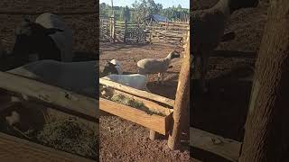 Dorper sheep farming in Uganda [upl. by Kristofor804]