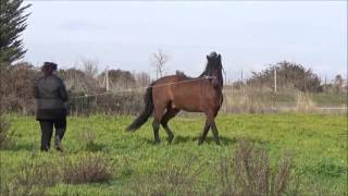 Mon cheval ne se laisse plus attraper  que faire [upl. by Noemys]