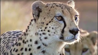 Best Cheetah Moments  Top 5  BBC Earth [upl. by Warrick]