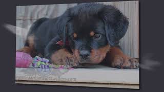 Guardian Rottweilers Guardian Graice von Gottschalk [upl. by Luedtke]