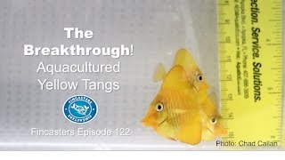 Yellow Tangs The Breeding Breakthrough Fincasters Episode 122 [upl. by Borden]