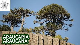 Todo sobre la Araucaria araucana [upl. by Arelus]